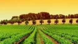 Инвестор в выращивание винограда 0 грн.