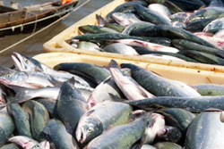 Инвестор в промысловый вылов морепродуктов 0 грн.