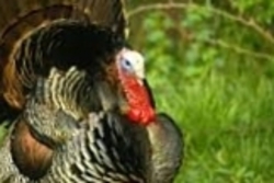 Инвестор для постройки и развития индюшиной птицефермы. 0 грн.