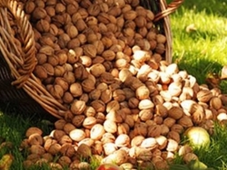 Инвестиции в ореховый бизнес. Действующее предприятие.  0 грн.