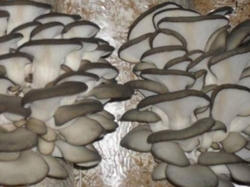 Приглашаем инвестора в грибной бизнес 0 грн.