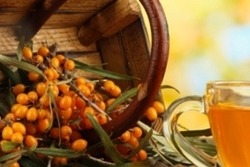 Инвестор в выращивание лекарственных ягодных культур облепиха 0 грн.