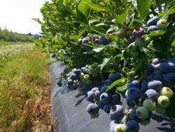 Запрошуємо інвестора по вирощуванні лохини 0 грн.