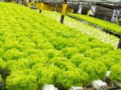 Городская ферма 0 грн.